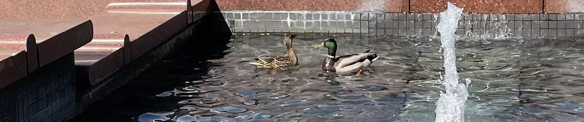 Ducks in Faner Fountain