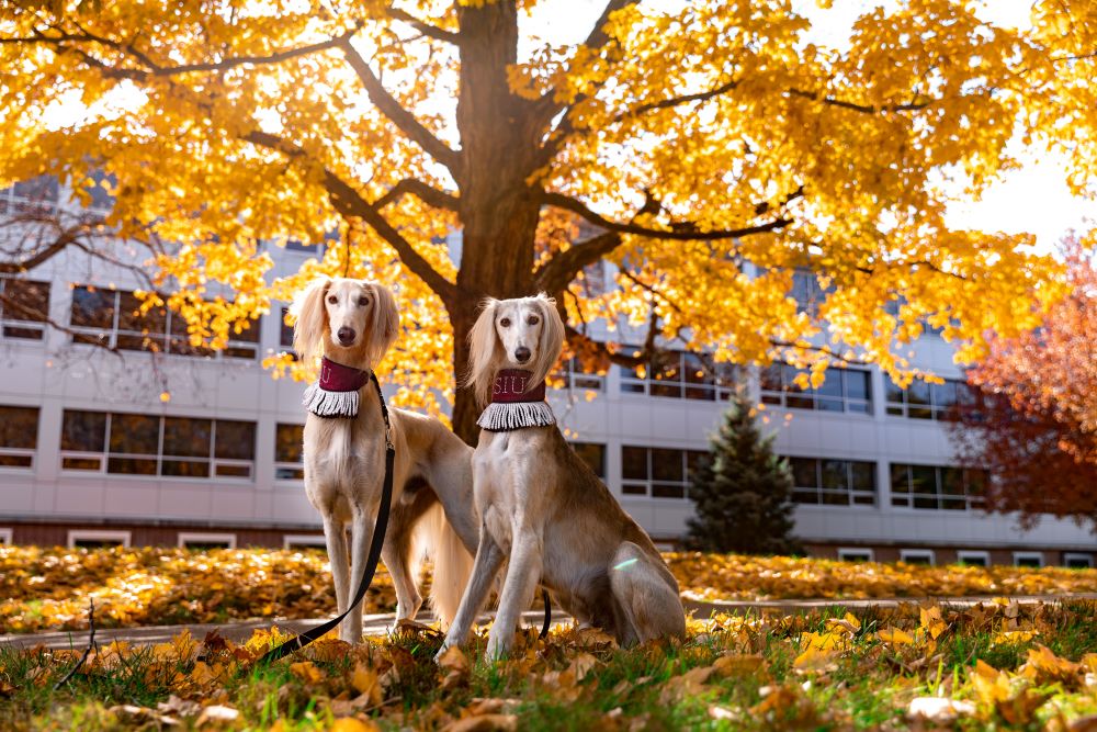 Image of two saluki dogs on-campus.