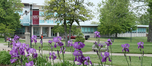 Blooming irises in front of SIU campus signs